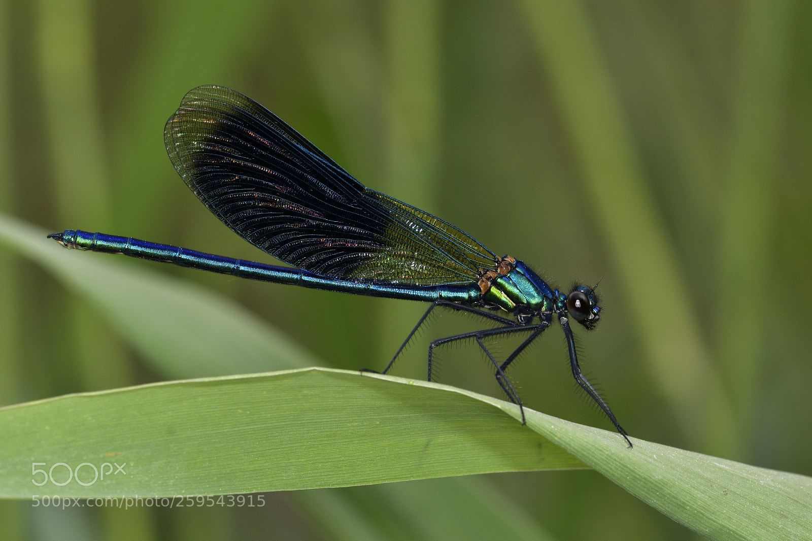 Nikon D500 sample photo. Calopteryx splendens photography