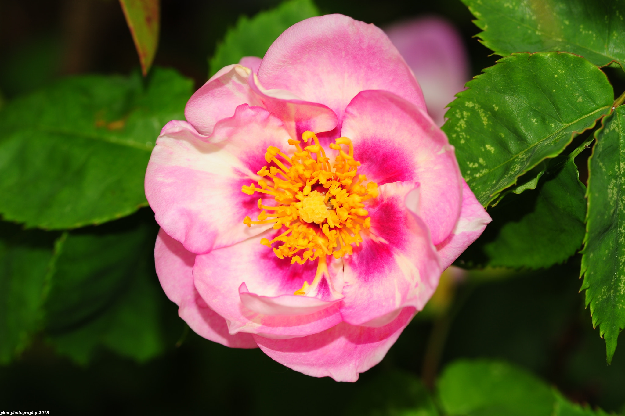 Nikon D700 sample photo. Bi-coloured rose photography