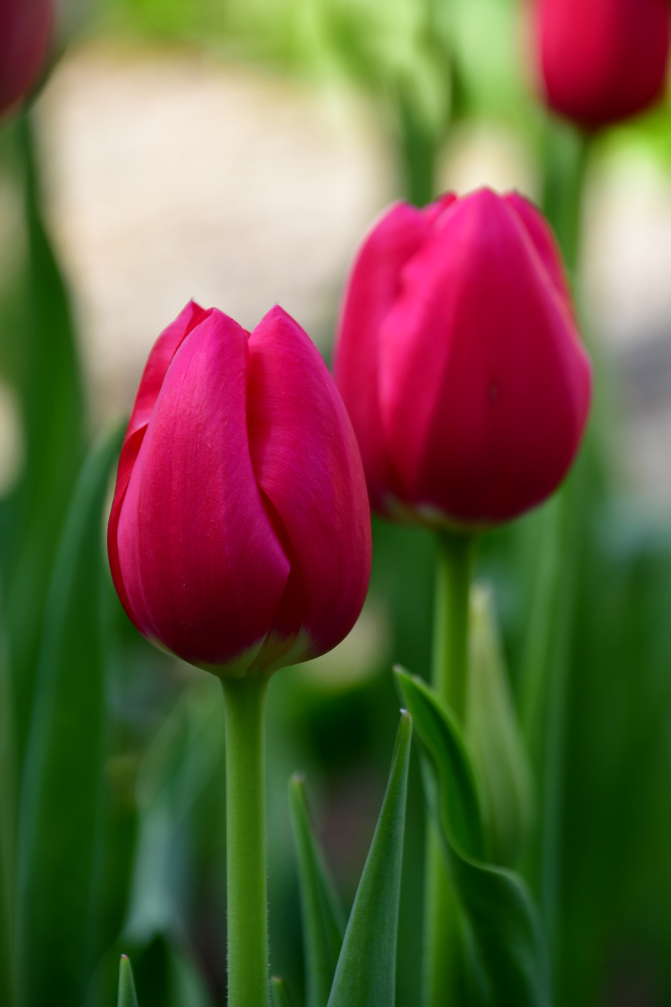 Nikon D7500 sample photo. Tulip buds  photography