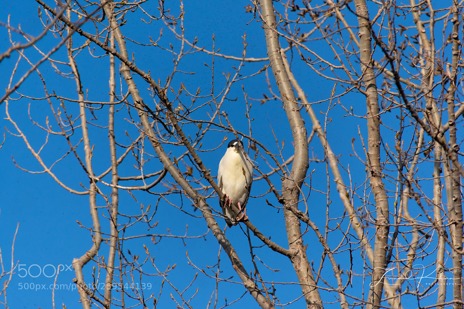 Nikon D3400 sample photo. Black crowned night heron photography