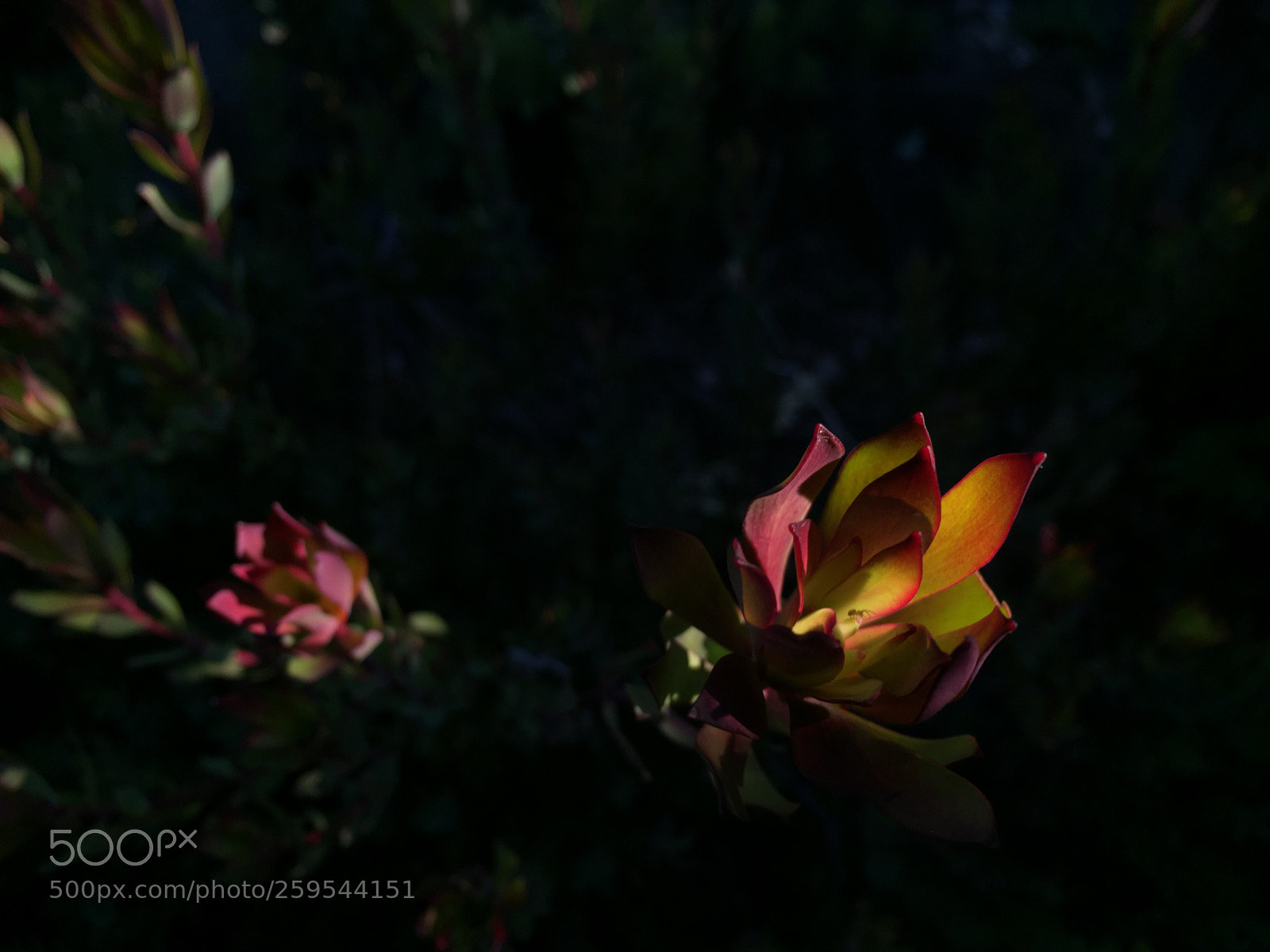 Apple iPhone 6 Plus sample photo. Leucadendron photography
