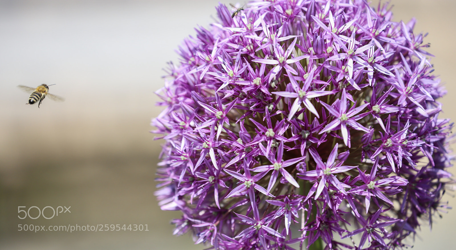 Canon EOS 6D Mark II sample photo. Flower love  photography