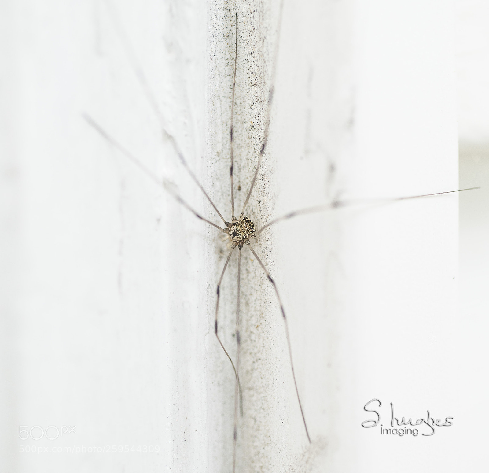 Nikon D4S sample photo. Durham granddaddylonglegbody&legs photography