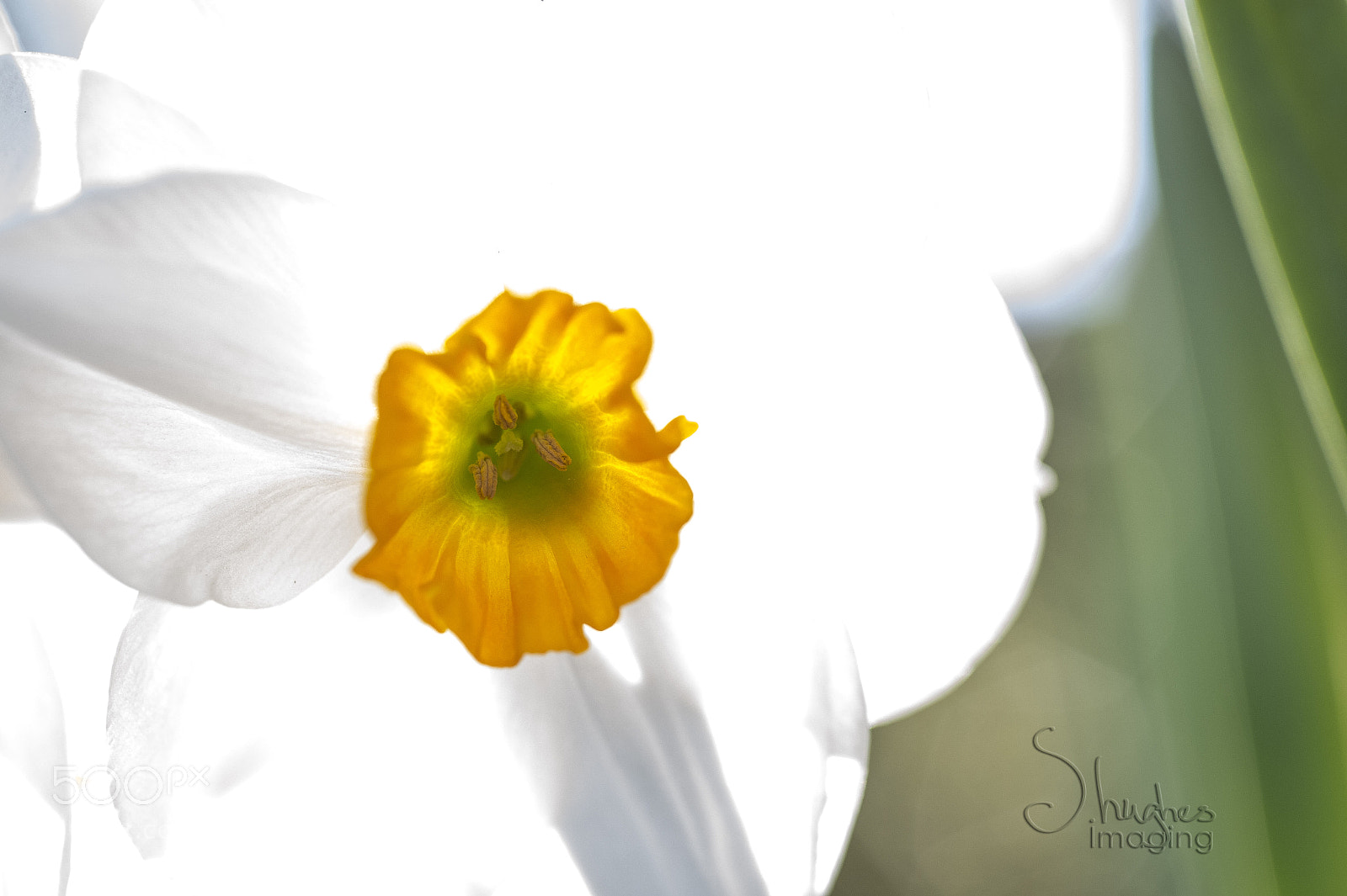 Nikon D4S sample photo. Durham narcissus photography