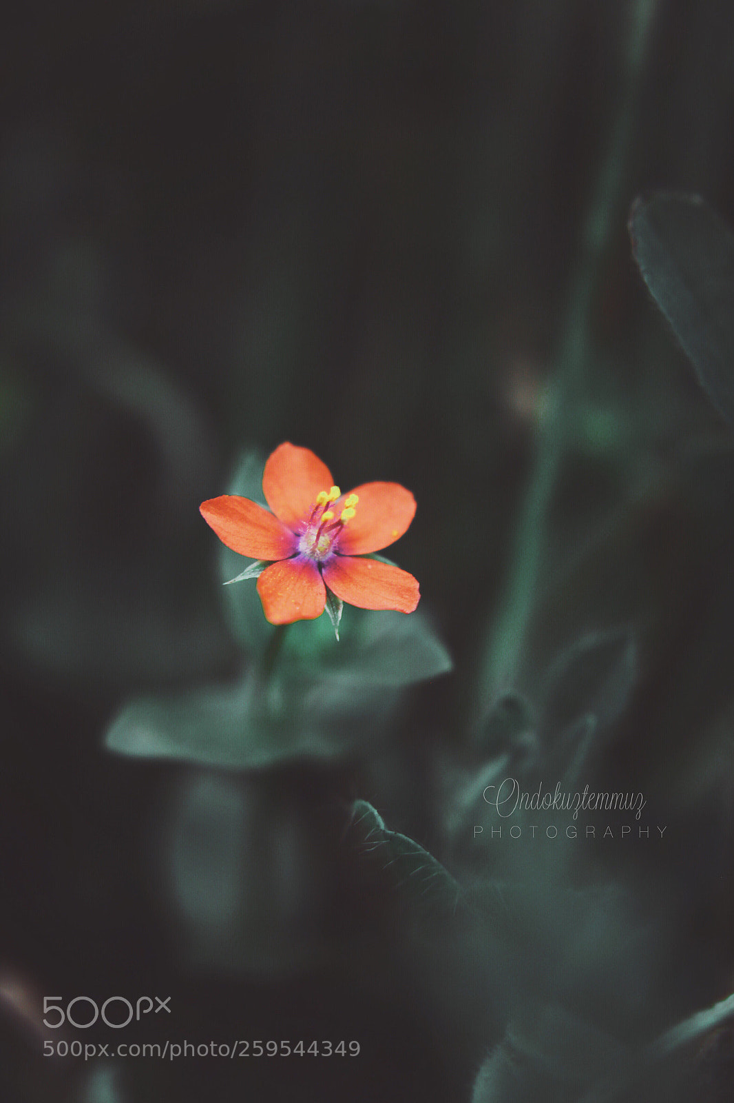 Canon EOS 500D (EOS Rebel T1i / EOS Kiss X3) sample photo. • photography