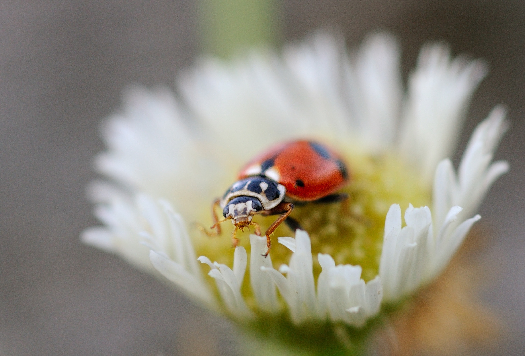 Nikon D300S + Nikon AF Micro-Nikkor 60mm F2.8D sample photo. Lb photography