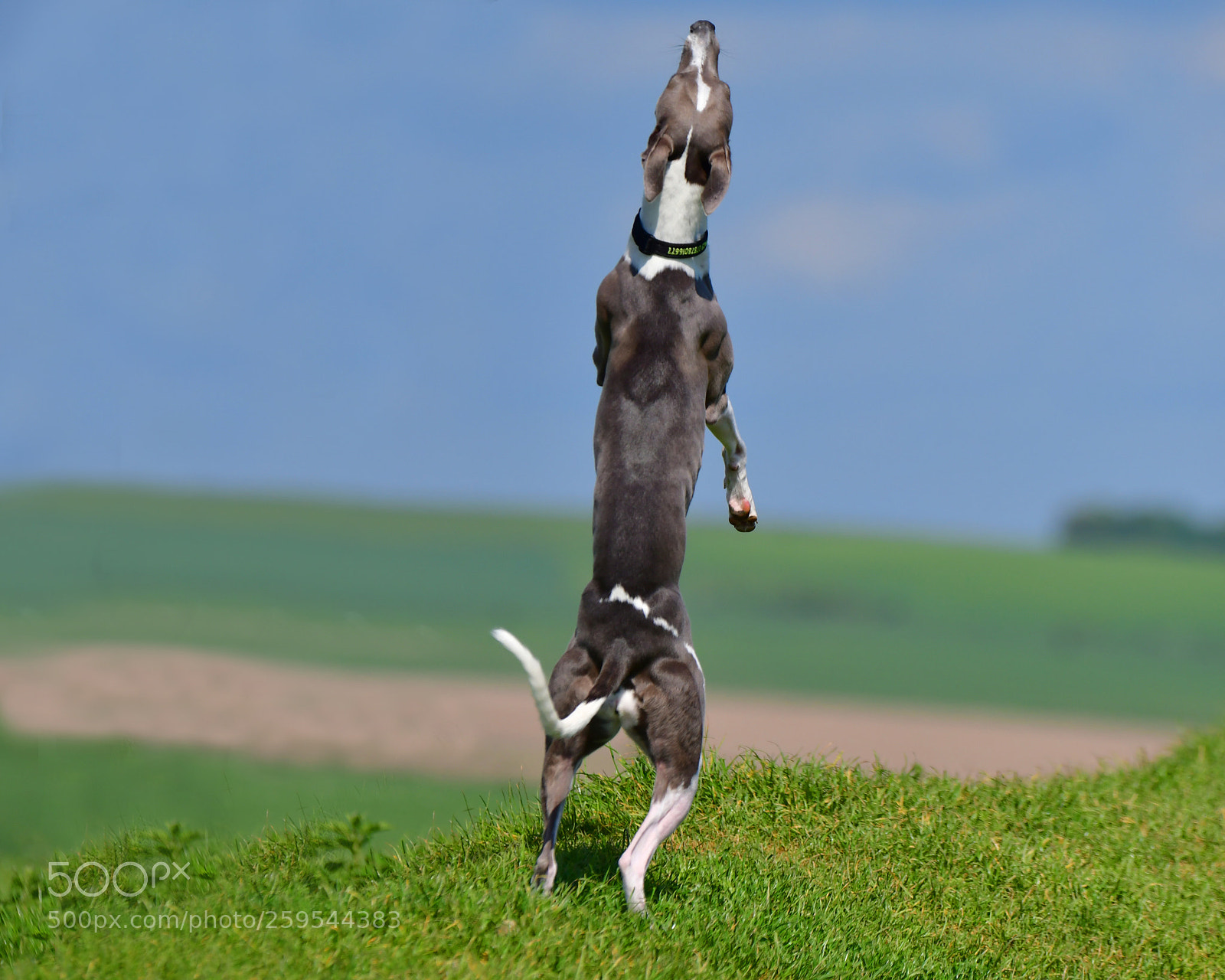Nikon D500 sample photo. Fit girl ella whippet photography