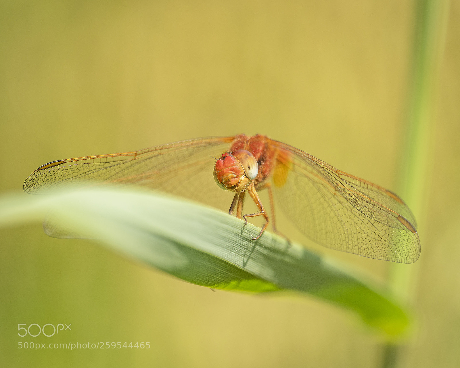 Nikon D500 sample photo. Scarlet darter photography