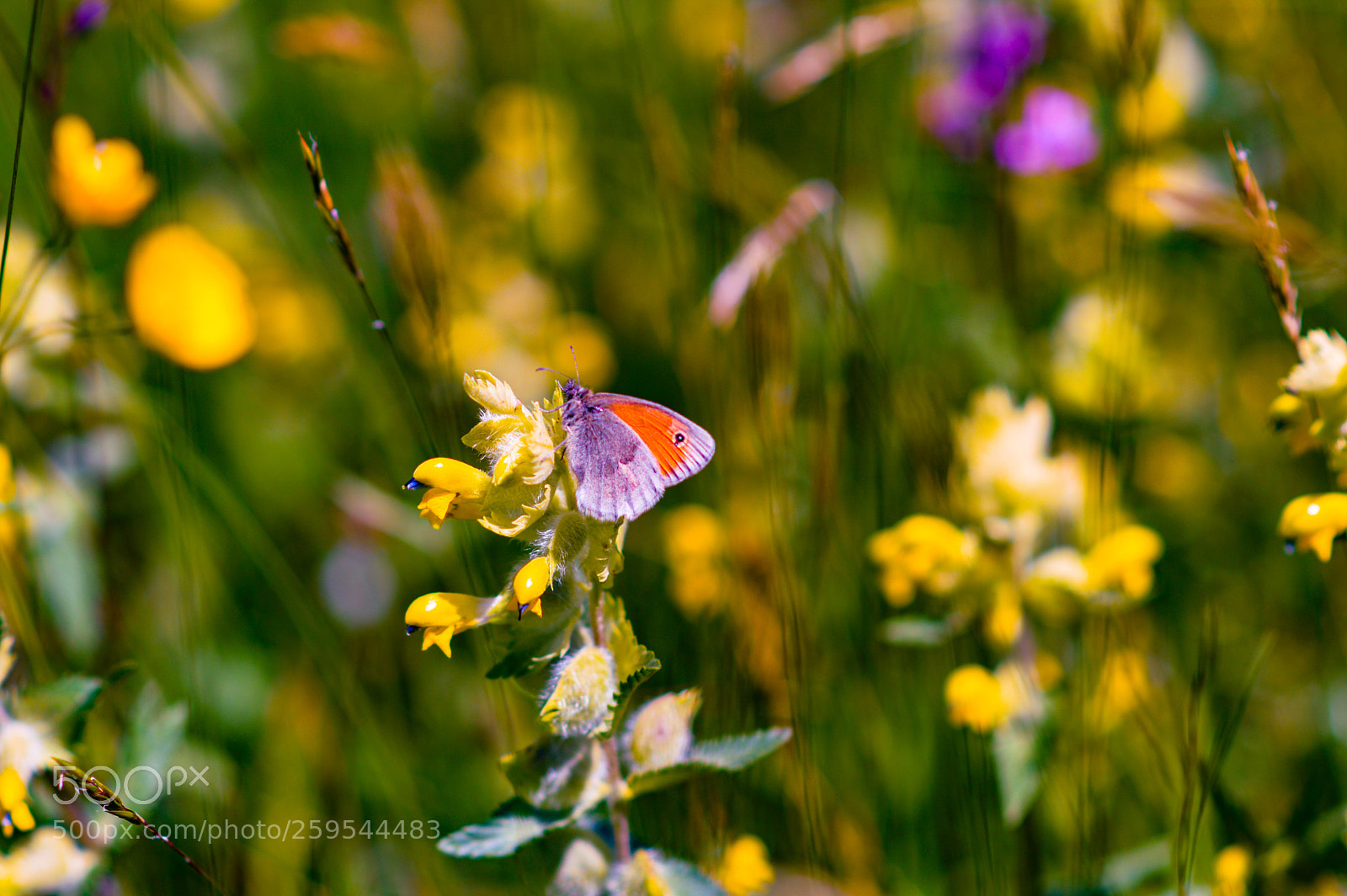 Nikon D3200 sample photo. Schmetterling photography