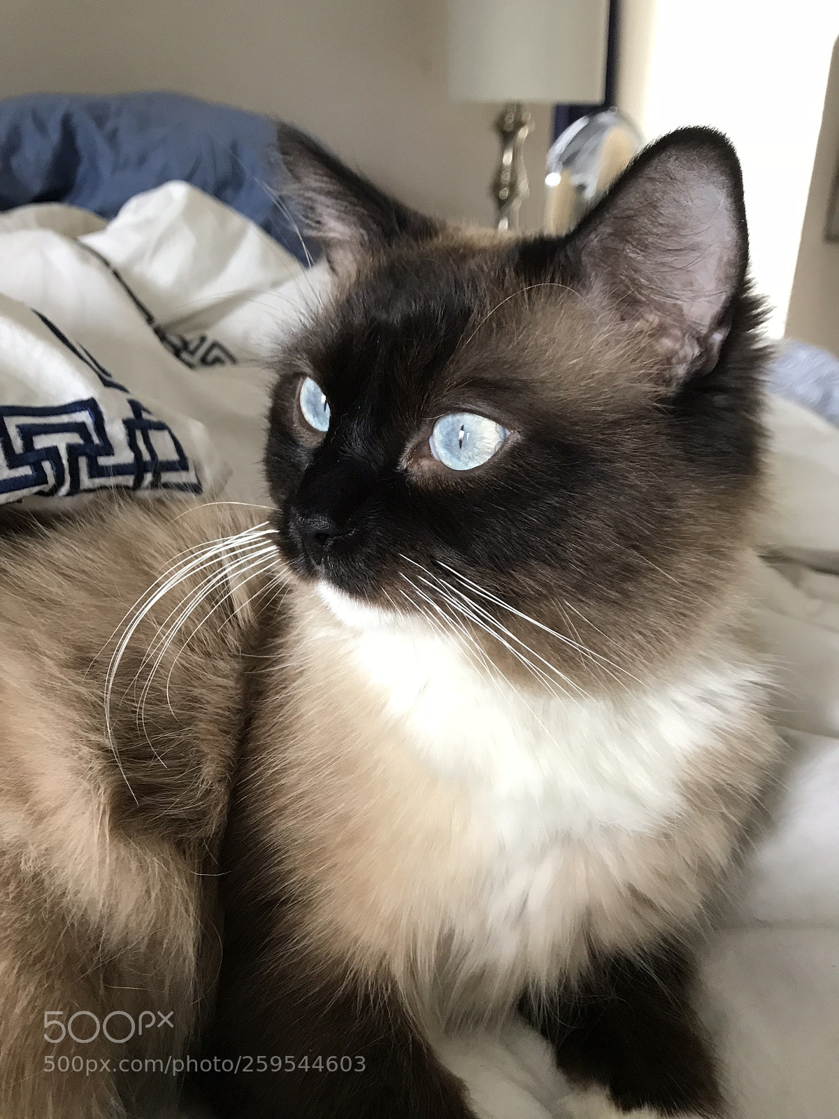 Apple iPhone 7 sample photo. Leonard photography