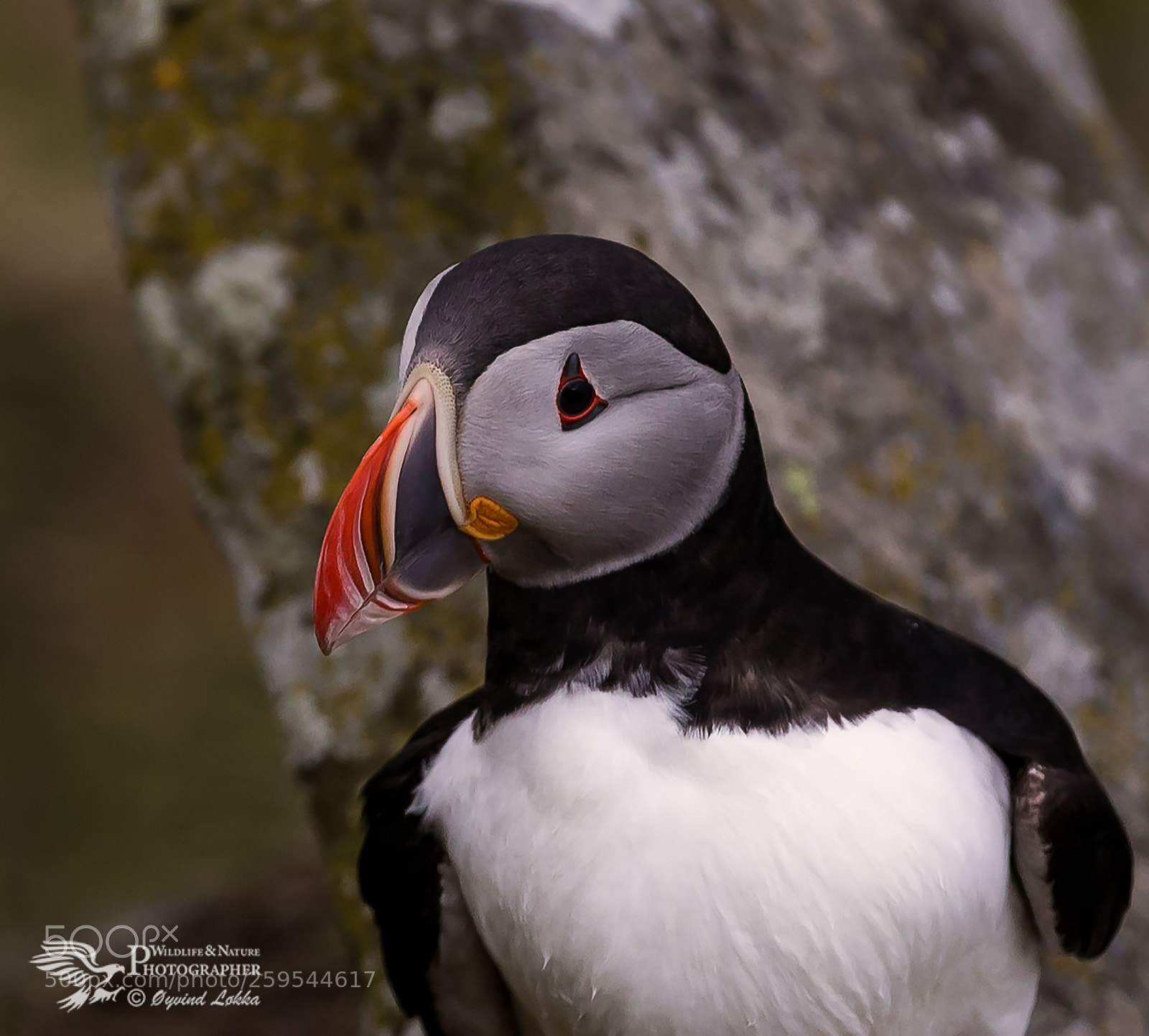 Canon EOS-1D X sample photo. Puffin photography