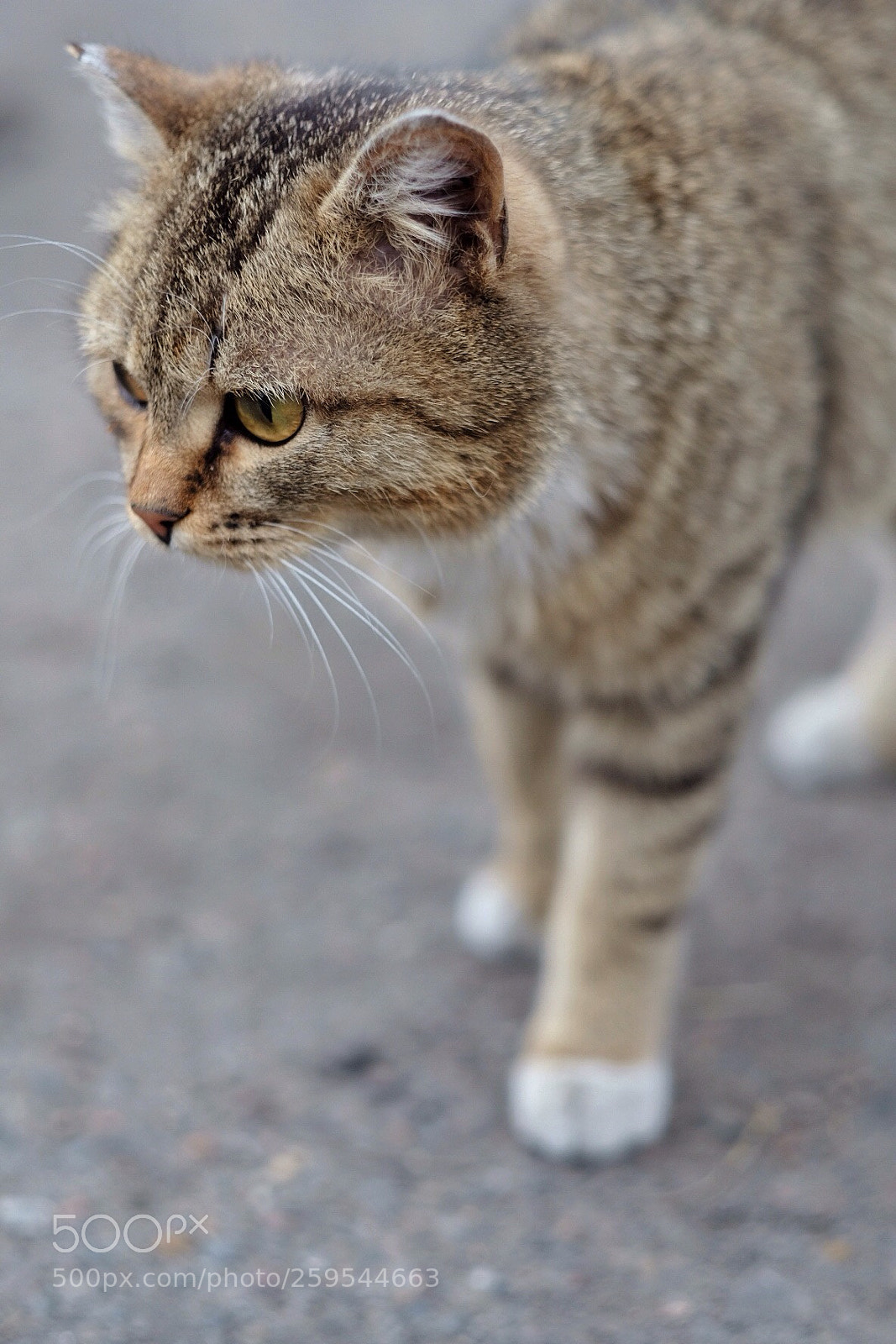 Fujifilm X-T2 sample photo. Cat photography