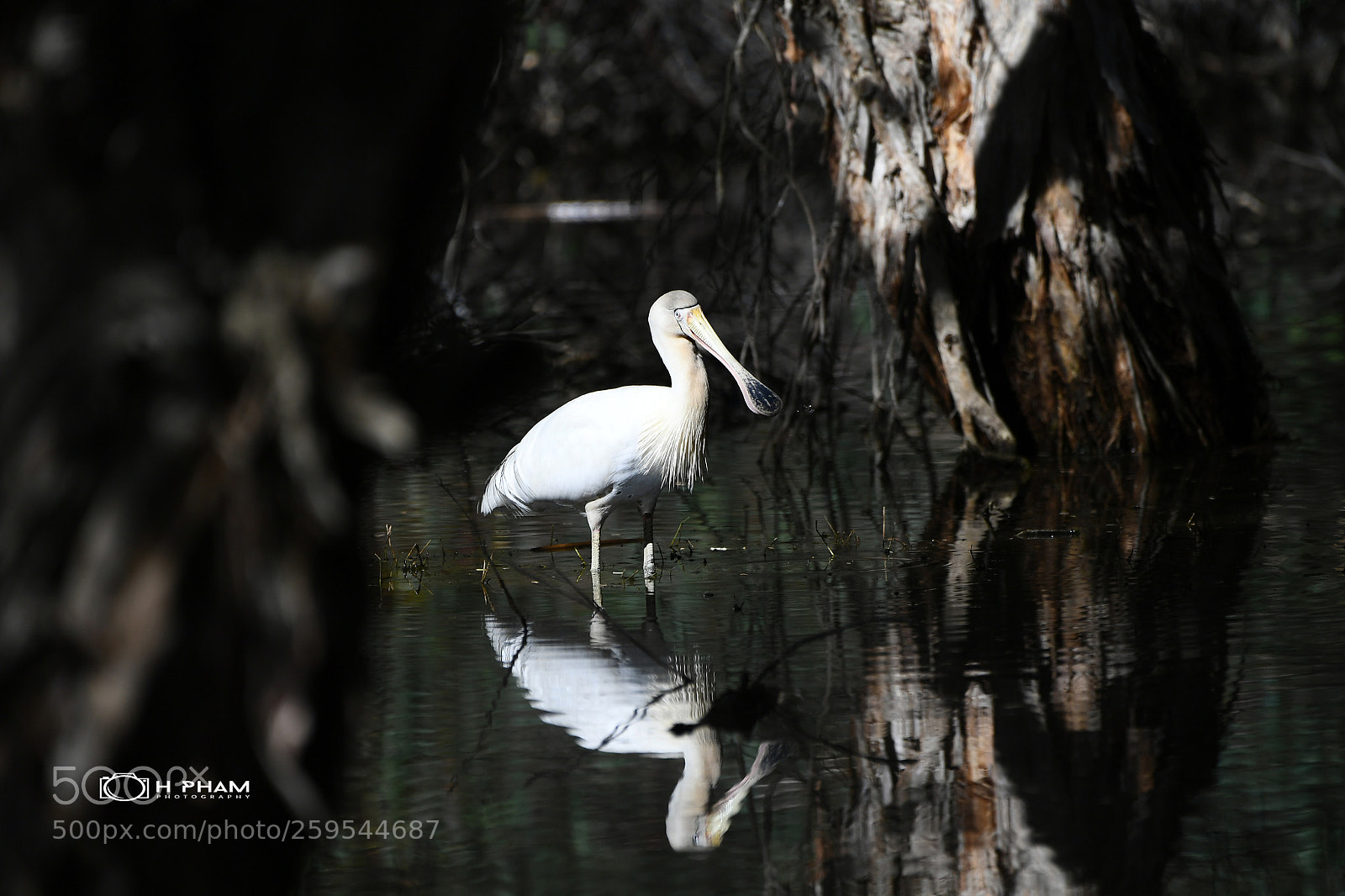 Nikon D5 sample photo. Yellow-billed spoonbill photography