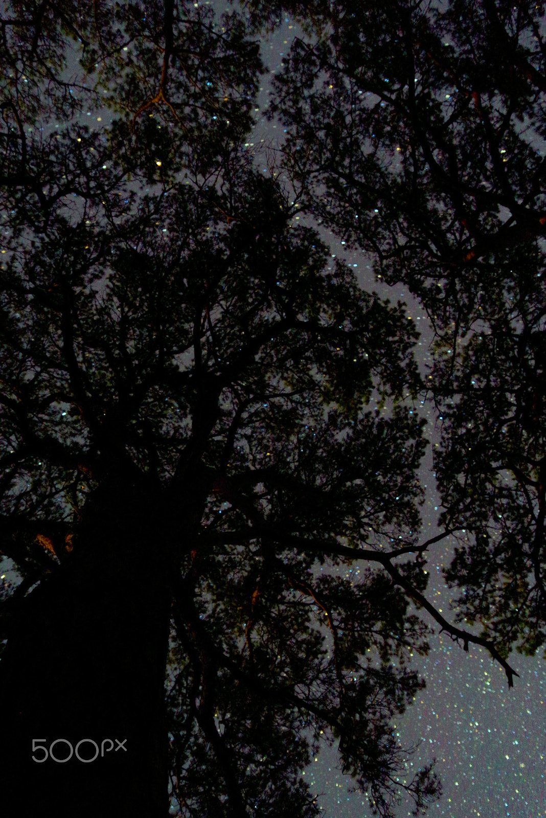Pentax K-1 sample photo. Through the pines photography