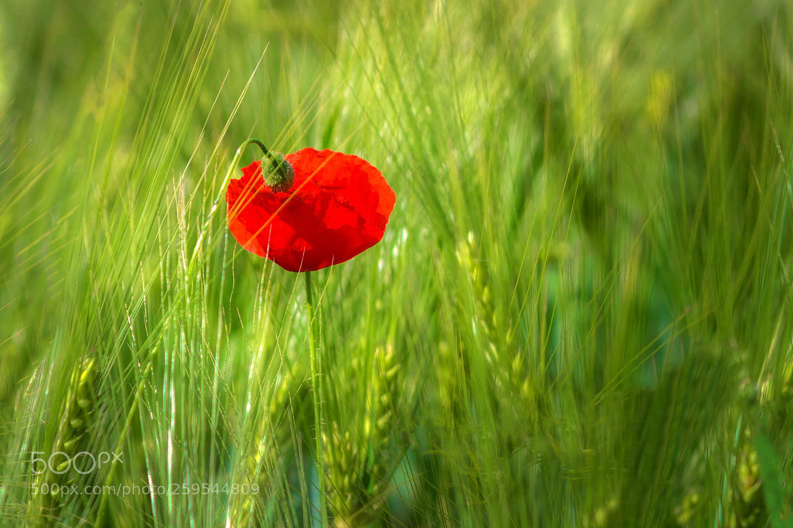 Canon EOS 700D (EOS Rebel T5i / EOS Kiss X7i) sample photo. Poppysingsummerblues photography
