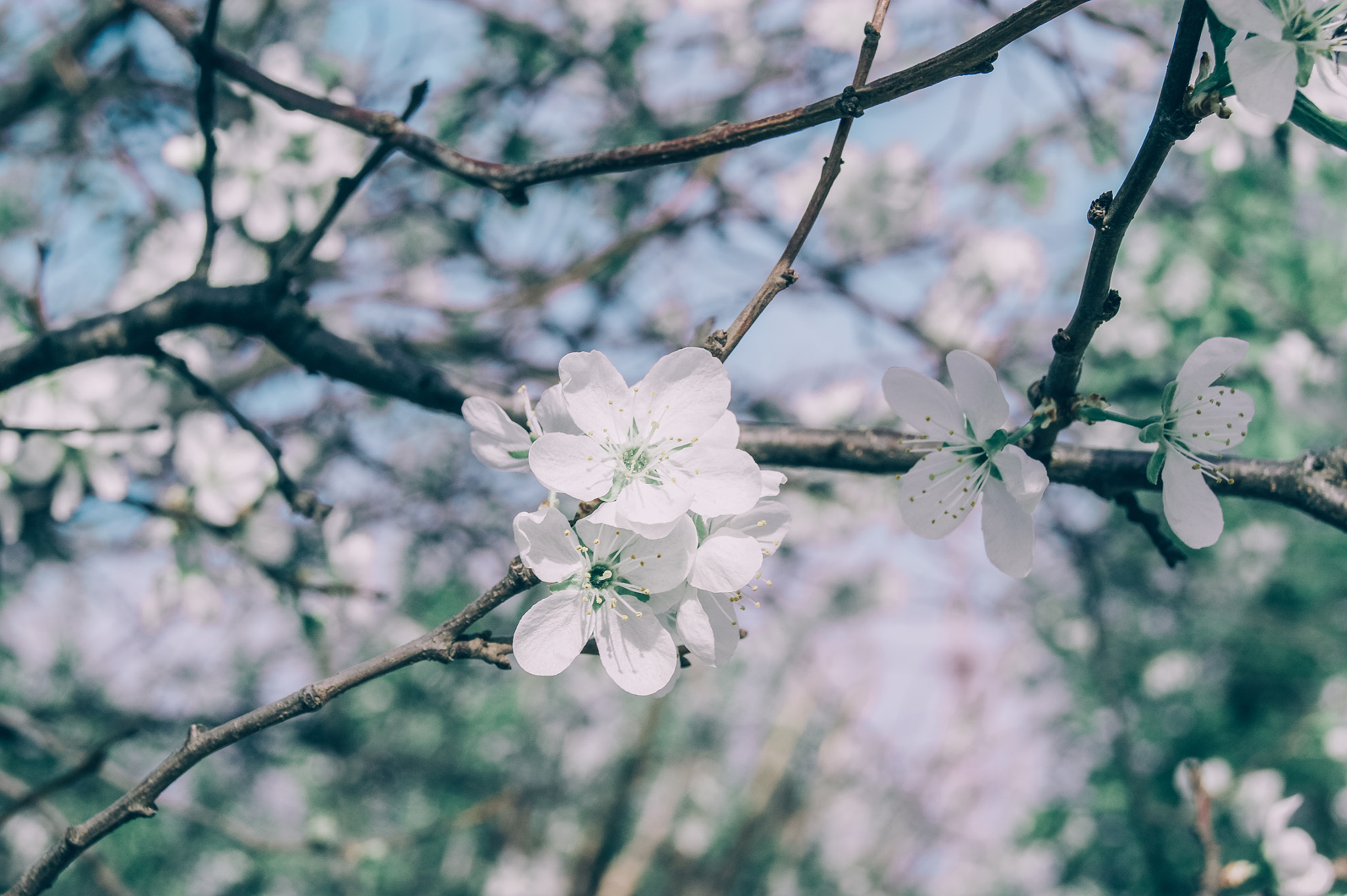 Sony Alpha DSLR-A290 sample photo. Spring softness photography