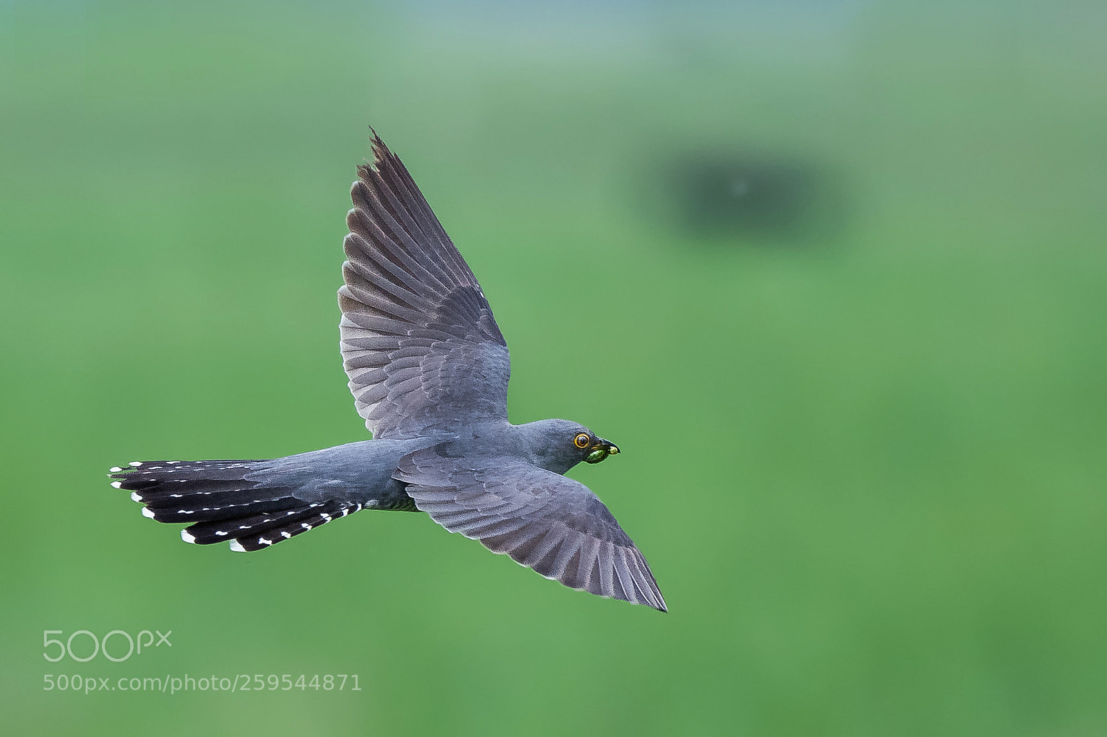 Nikon D500 sample photo. Cuckoo in flight ... photography