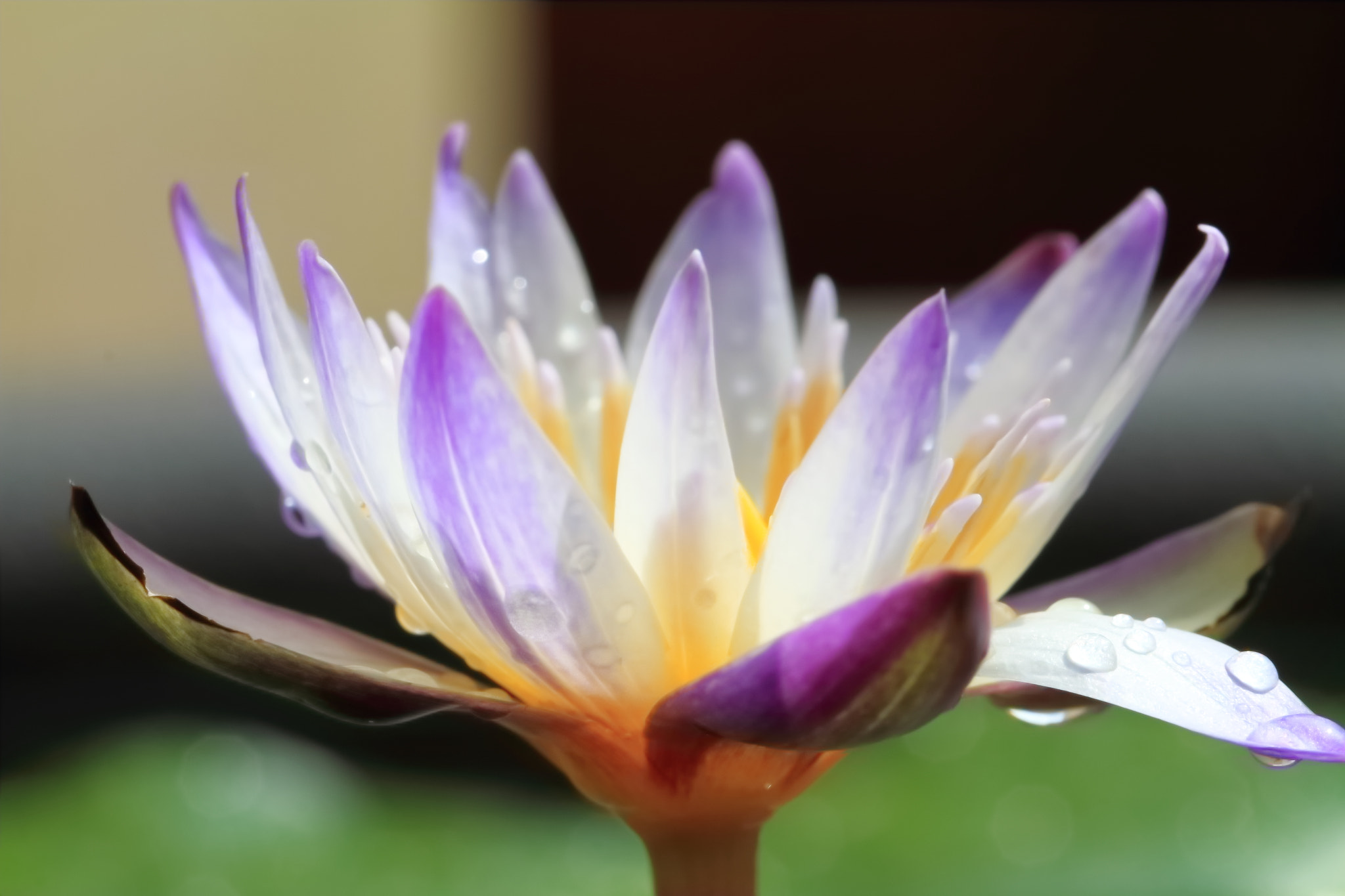 Canon EF 100mm F2.8L Macro IS USM sample photo. 蓮 photography
