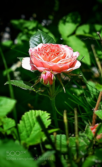 Nikon D5600 sample photo. Wild rose? photography