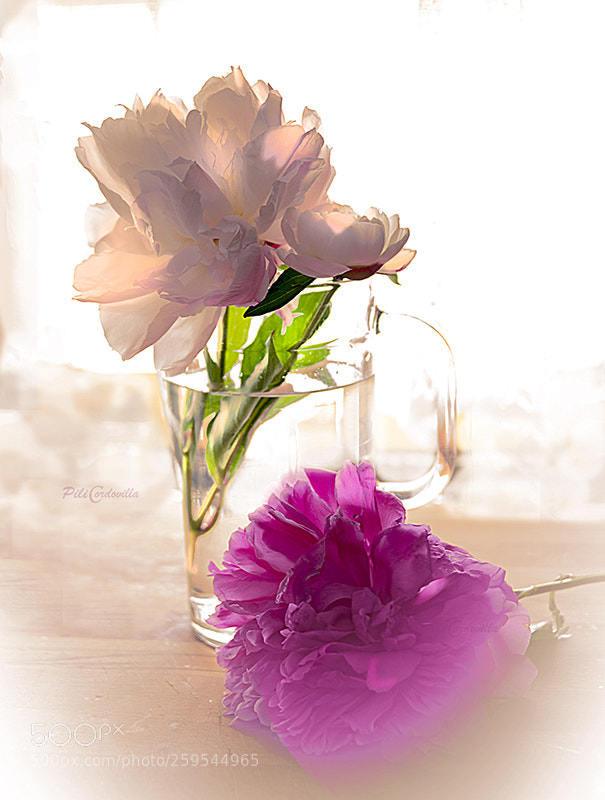 Nikon D750 sample photo. Peonias photography
