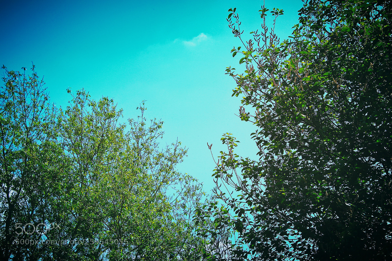 Canon EOS 700D (EOS Rebel T5i / EOS Kiss X7i) sample photo. Tree tops photography