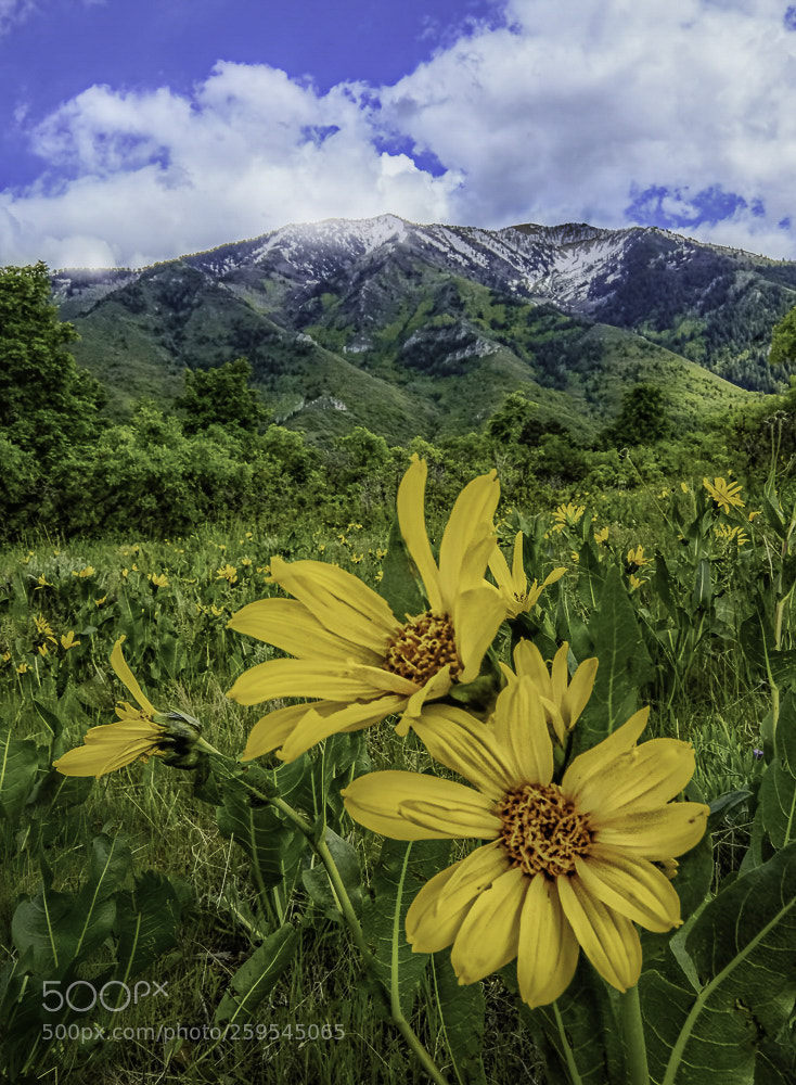 Fujifilm X-T2 sample photo. Beautiful utah spring photography