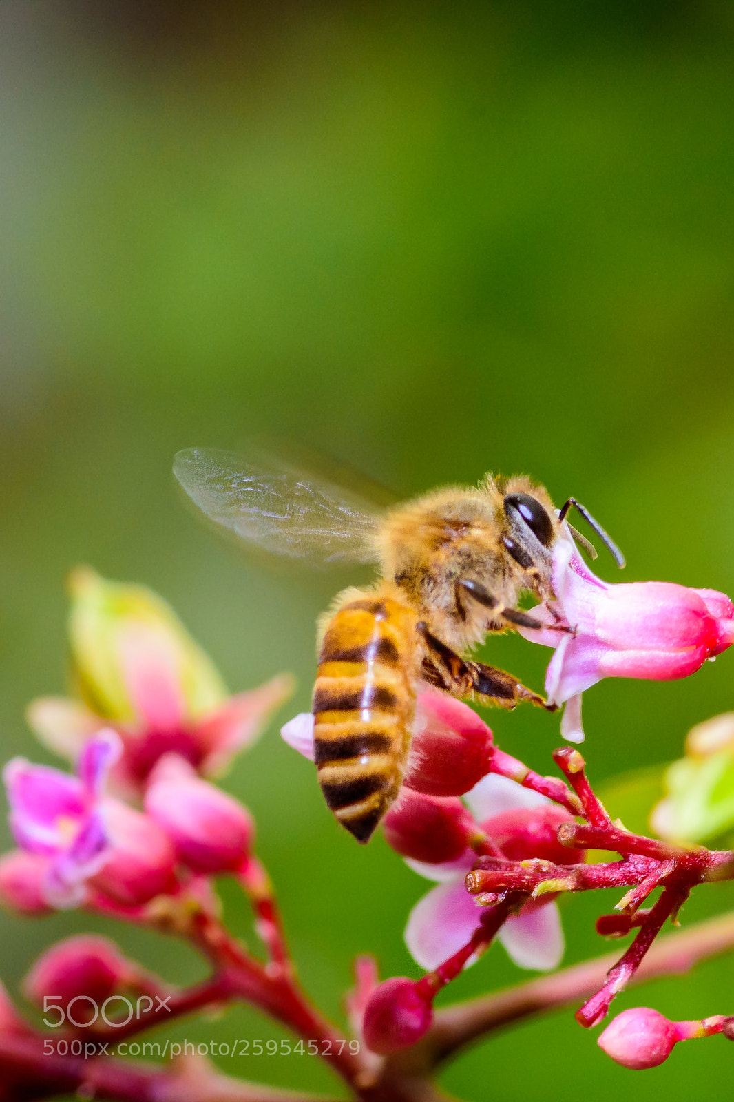 Nikon D7200 sample photo. Nectar hunt photography