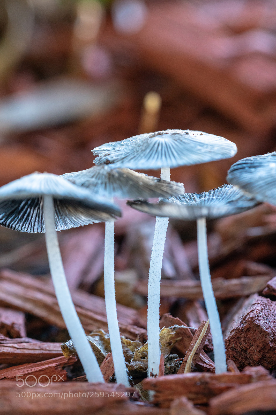 Sony a7R II sample photo. Mushroom canopy photography