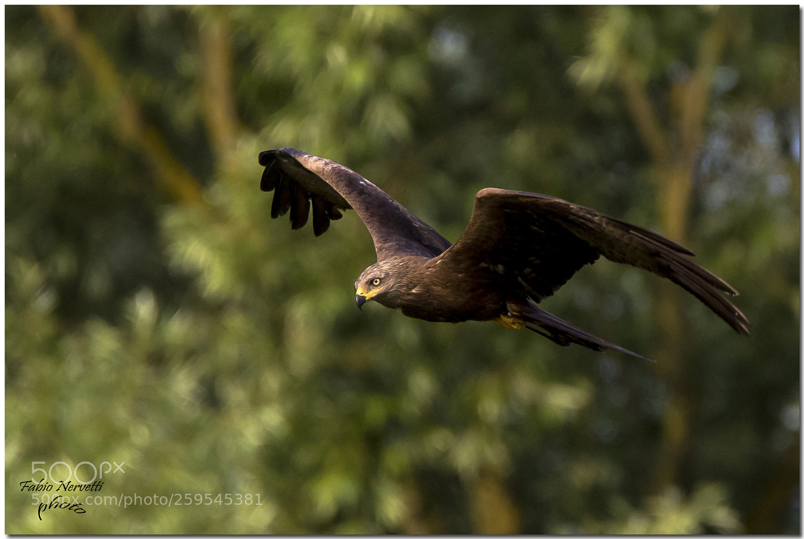 Canon EOS 7D Mark II sample photo. Nibbio bruno photography