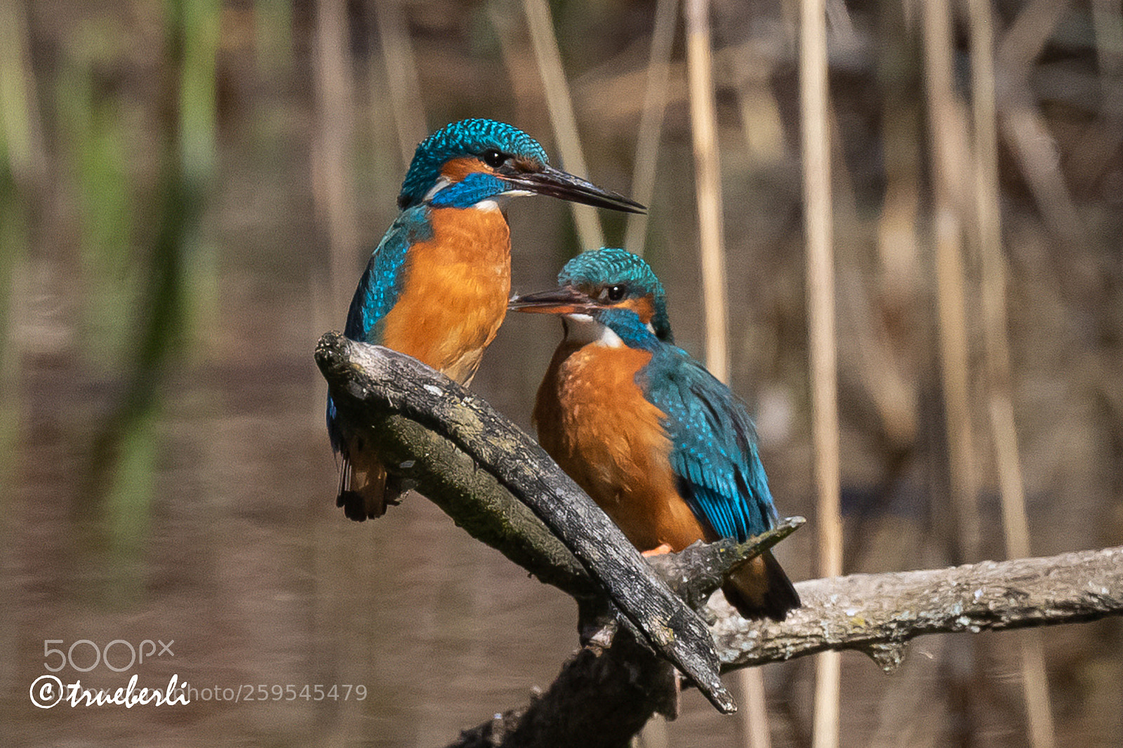 Canon EOS 7D Mark II sample photo. Mr. and mrs. kingfisher photography