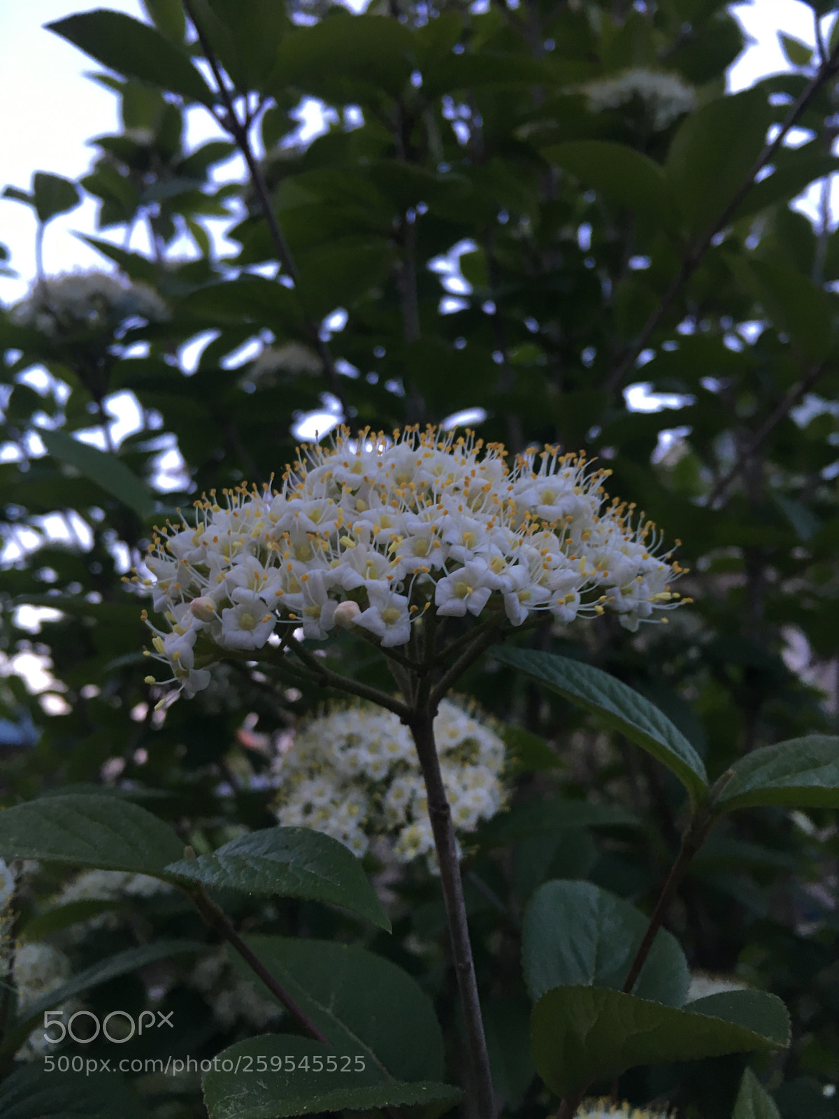 Apple iPhone 6s sample photo. Inflorescence of barberry photography