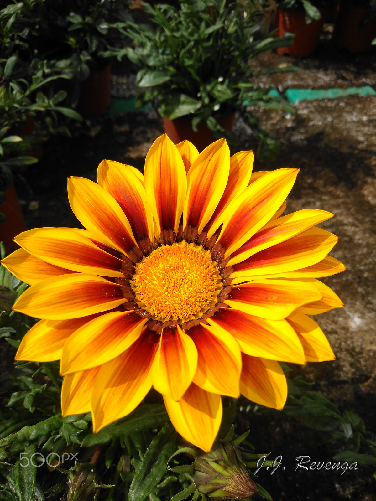 ZTE BLADE A512 sample photo. Flor de la gazania photography