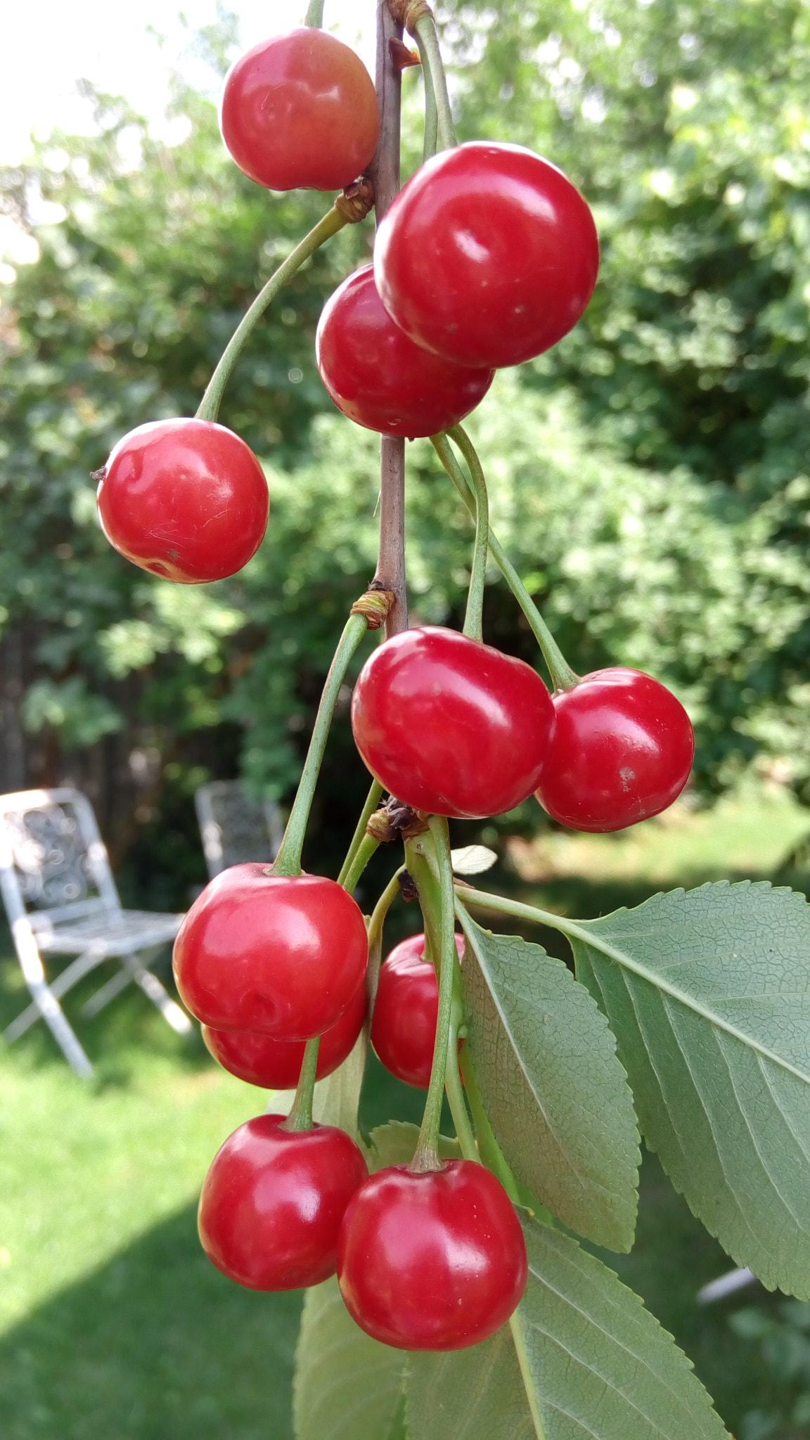 Lenovo VIBE X3 LITE sample photo. Beautiful sour cherries photography