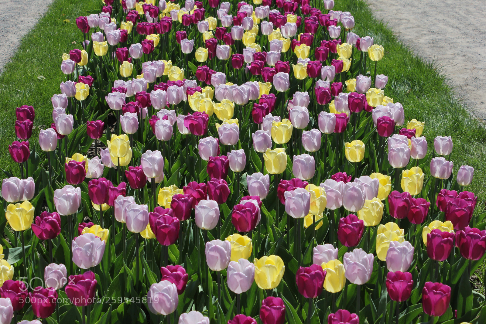 Canon EOS 550D (EOS Rebel T2i / EOS Kiss X4) sample photo. Tulips montreal botanical gardens photography