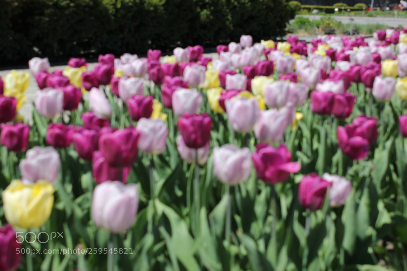 Canon EOS 550D (EOS Rebel T2i / EOS Kiss X4) sample photo. Tulips montreal botanical gardens photography
