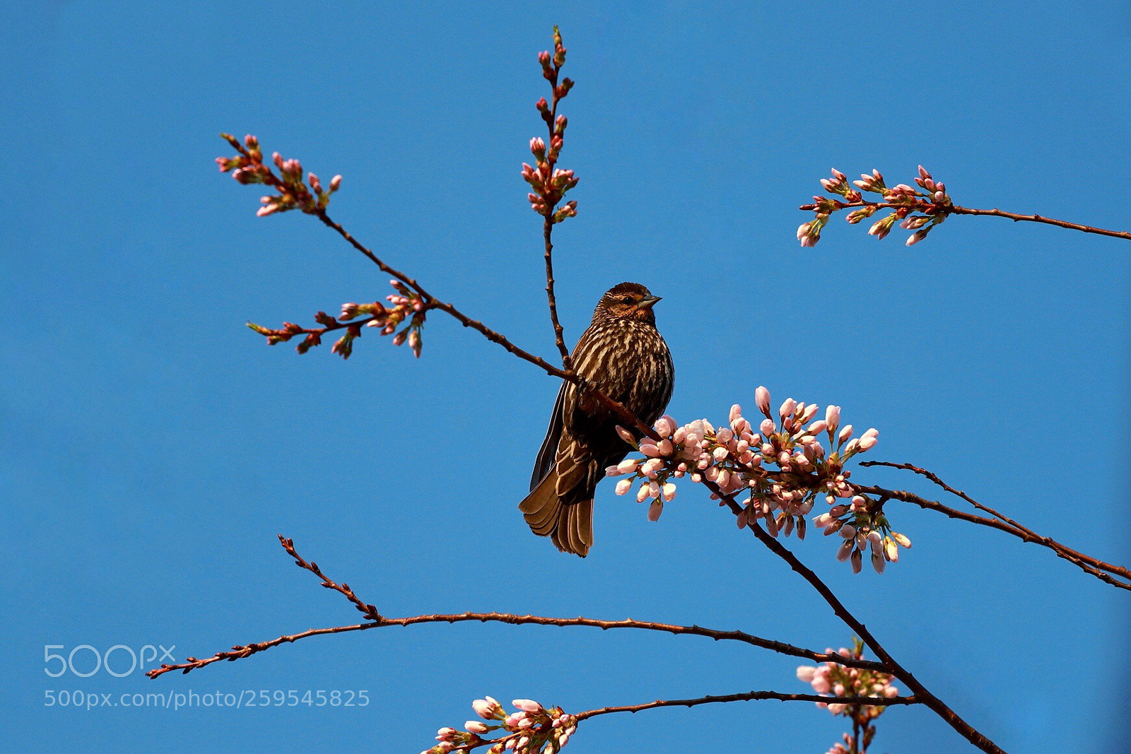 Canon EOS 6D Mark II sample photo. Spring bird photography