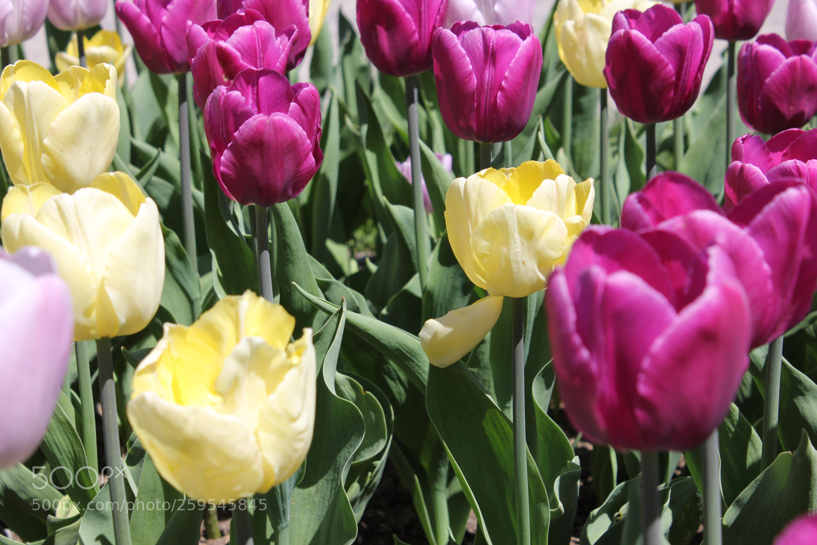 Canon EOS 550D (EOS Rebel T2i / EOS Kiss X4) sample photo. Tulips montreal botanical gardens photography