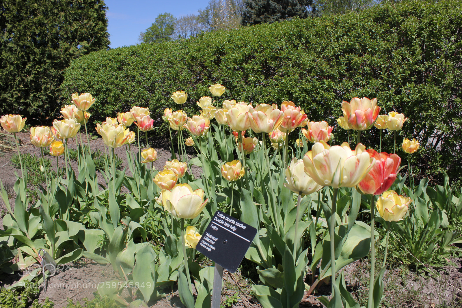 Canon EOS 550D (EOS Rebel T2i / EOS Kiss X4) sample photo. Tulips montreal botanical gardens photography