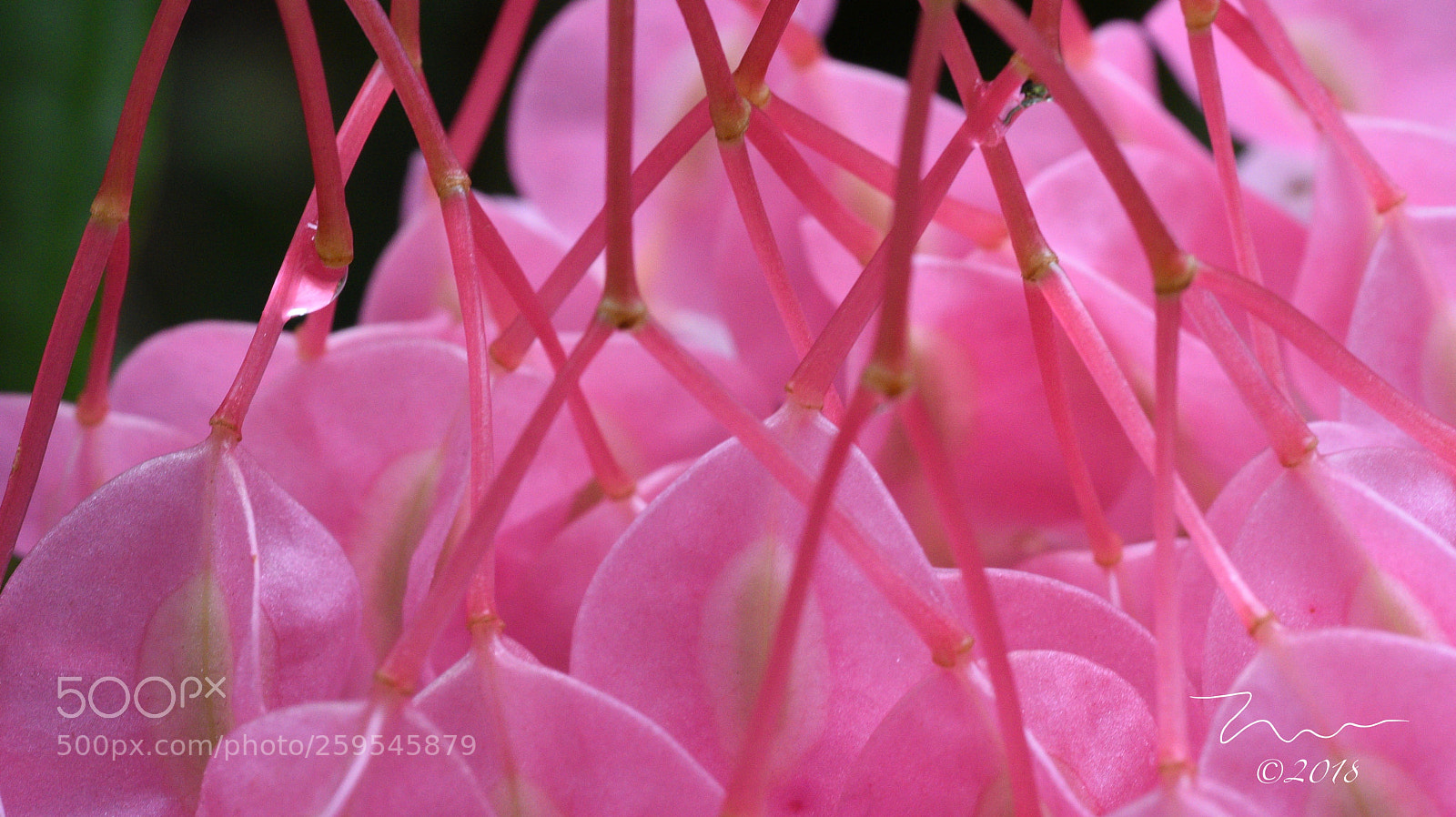 Nikon D750 sample photo. Pink connections photography