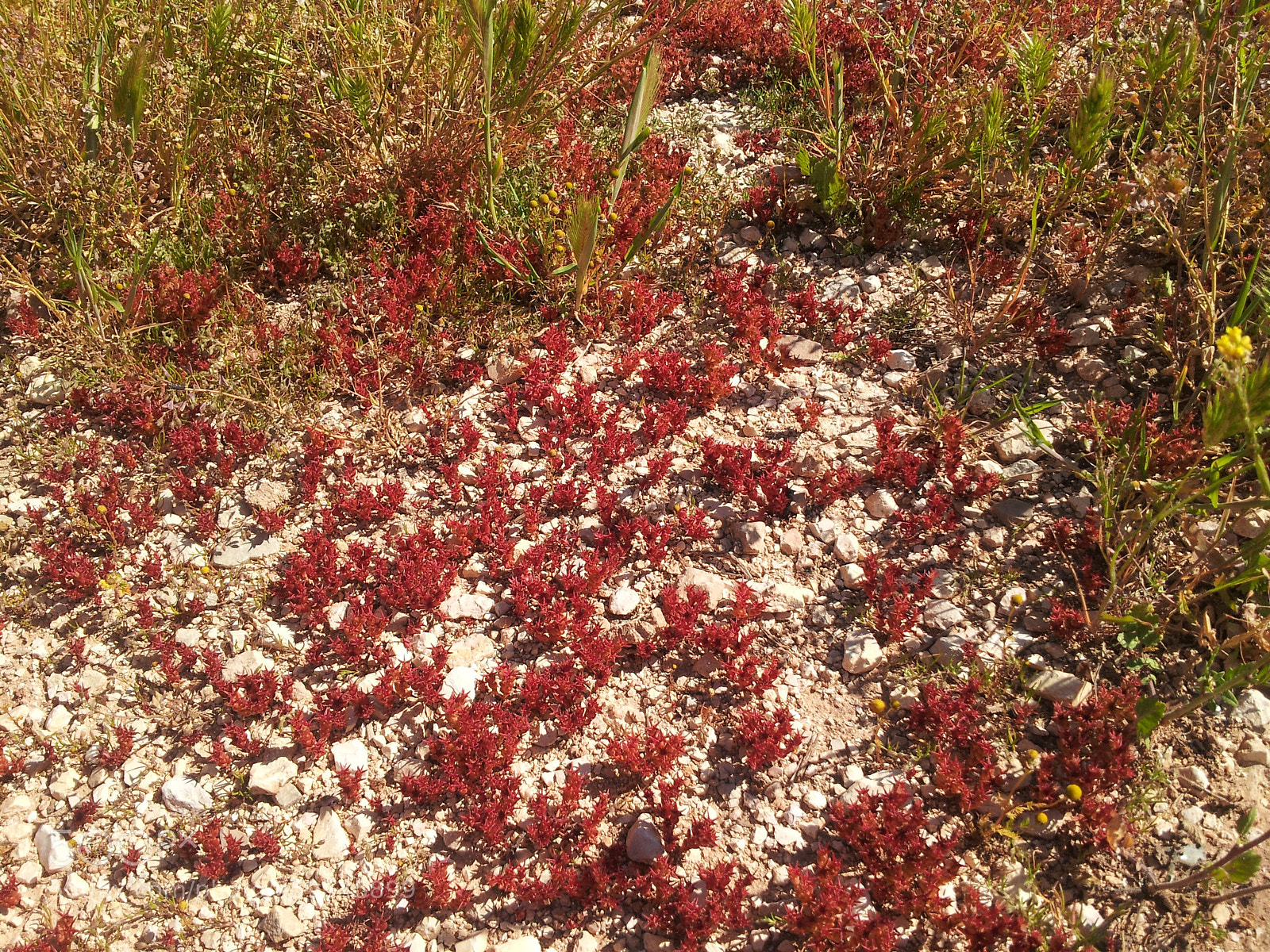 Samsung Galaxy S2 sample photo. Redgrass photography