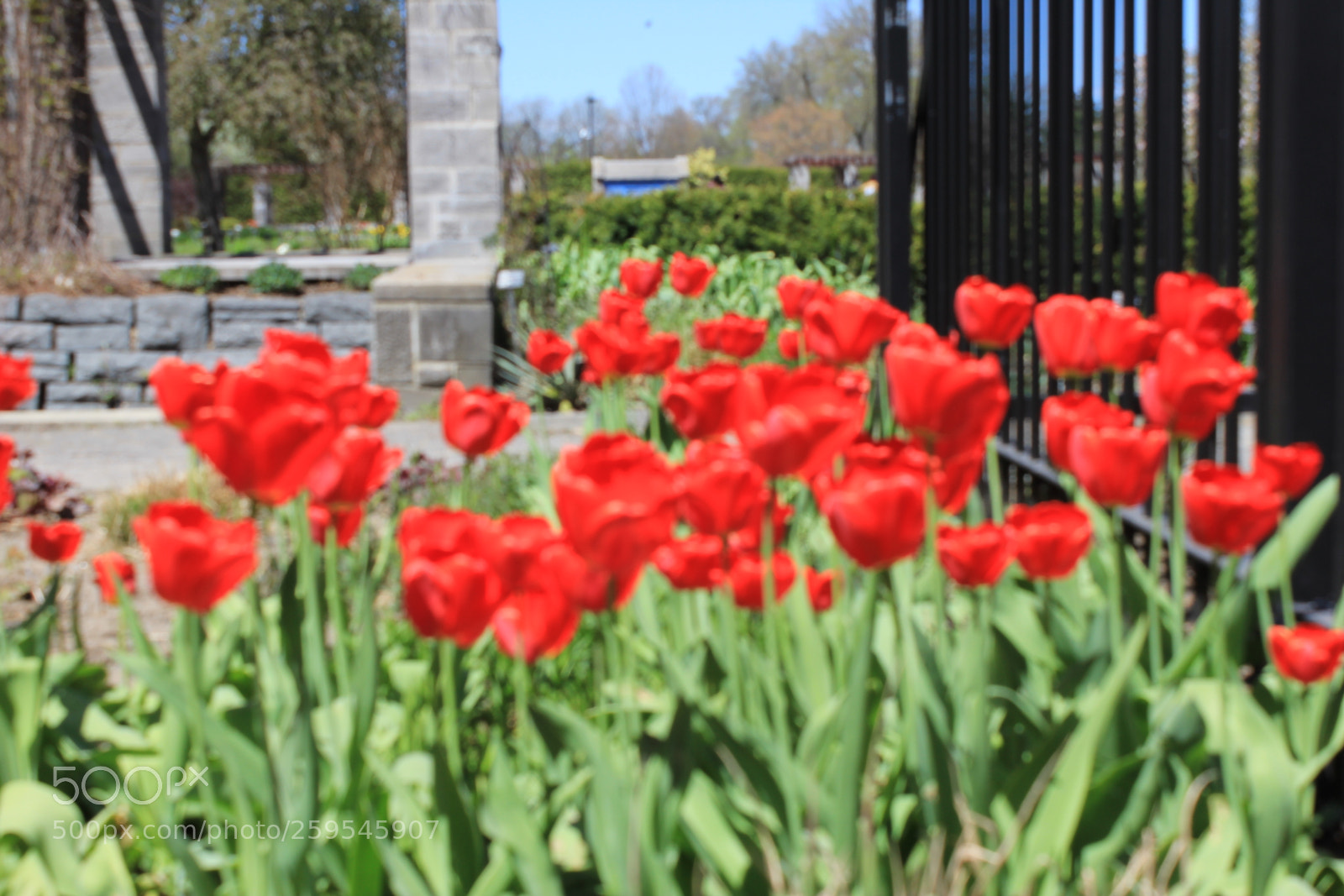 Canon EOS 550D (EOS Rebel T2i / EOS Kiss X4) sample photo. Tulips montreal botanical gardens photography