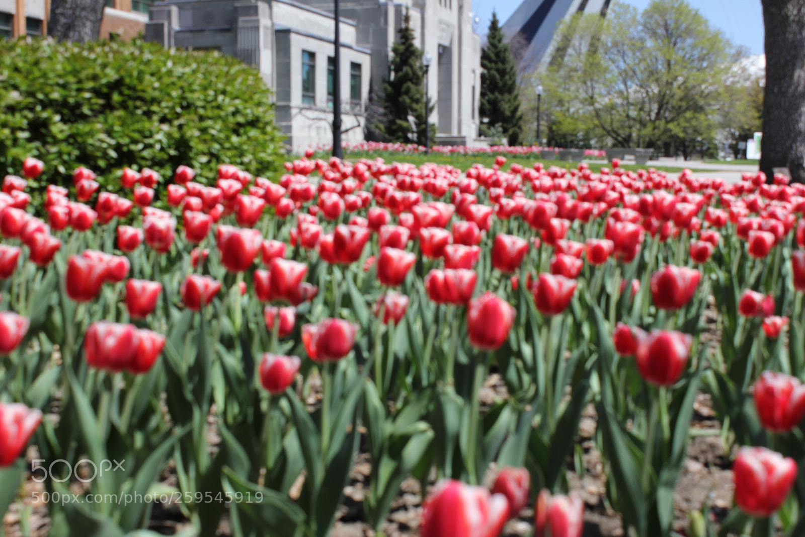 Canon EOS 550D (EOS Rebel T2i / EOS Kiss X4) sample photo. Tulips montreal botanical gardens photography