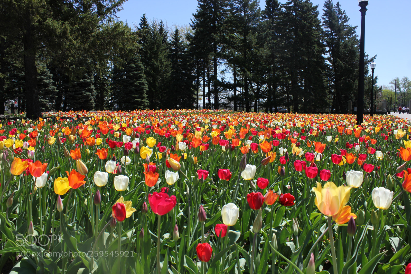 Canon EOS 550D (EOS Rebel T2i / EOS Kiss X4) sample photo. Tulips montreal botanical gardens photography