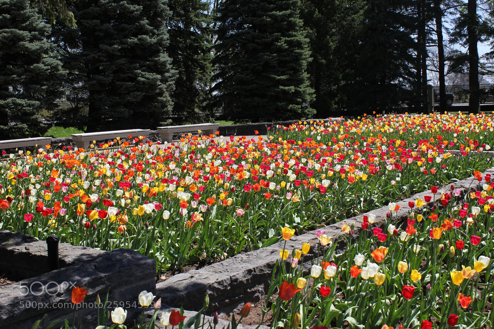 Canon EOS 550D (EOS Rebel T2i / EOS Kiss X4) sample photo. Tulips montreal botanical gardens photography