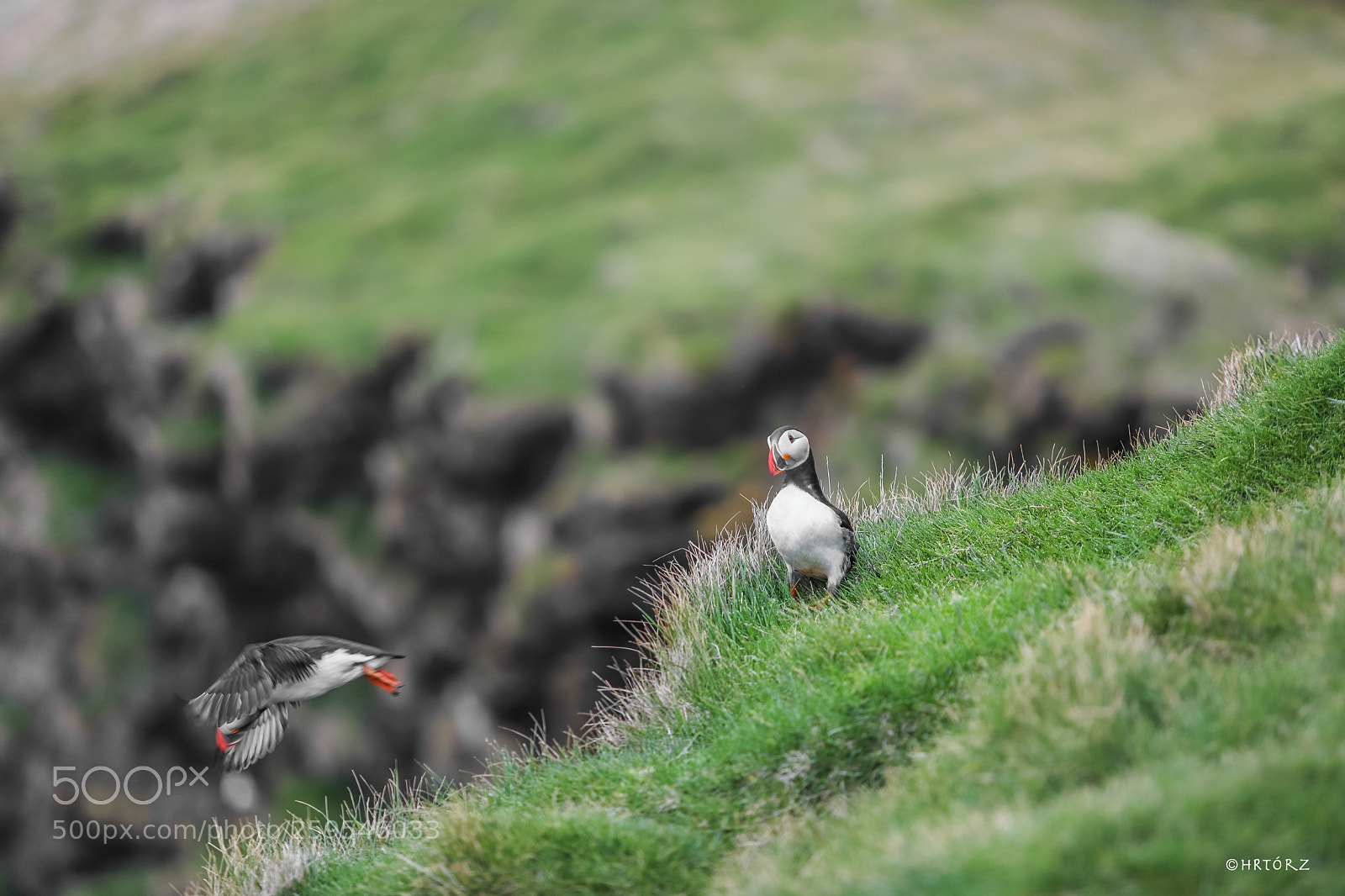 Canon EOS 6D Mark II sample photo. Puffins in heimaey photography
