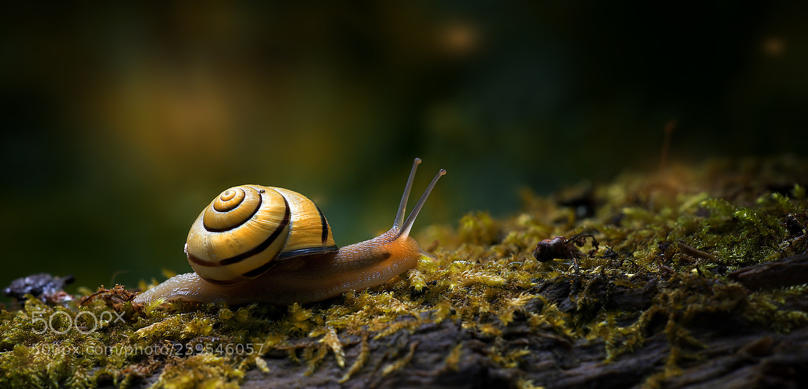 Nikon D800E sample photo. At a snail's pace photography