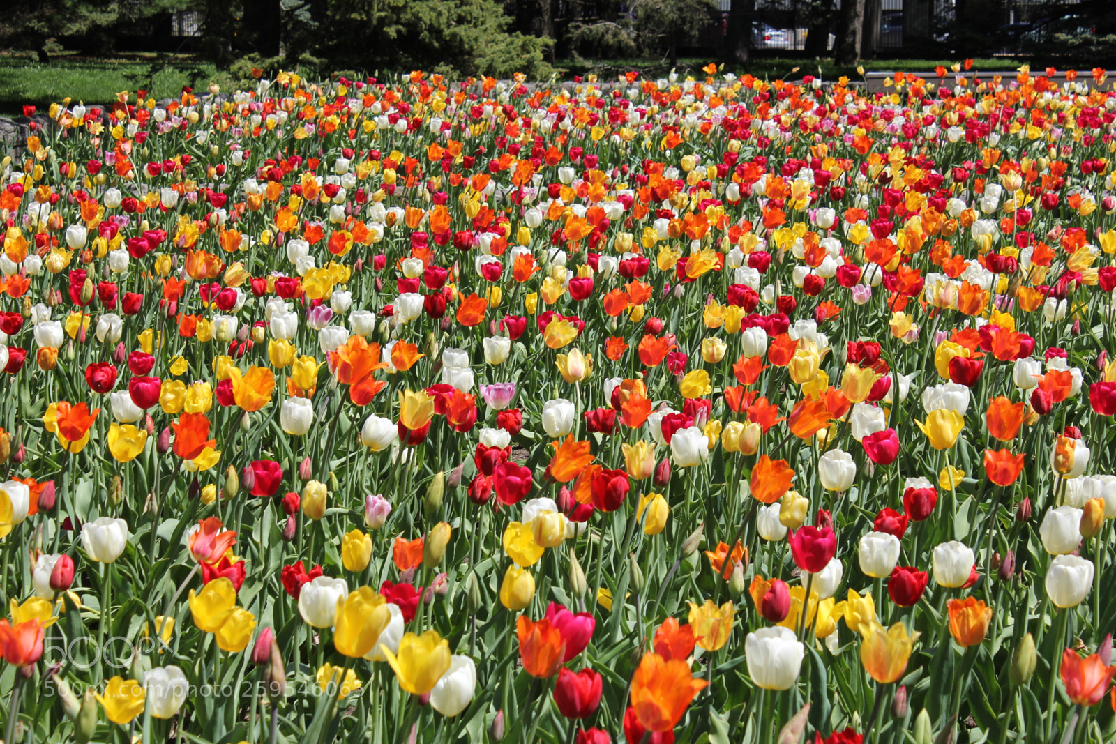 Canon EOS 550D (EOS Rebel T2i / EOS Kiss X4) sample photo. Tulips montreal botanical gardens photography
