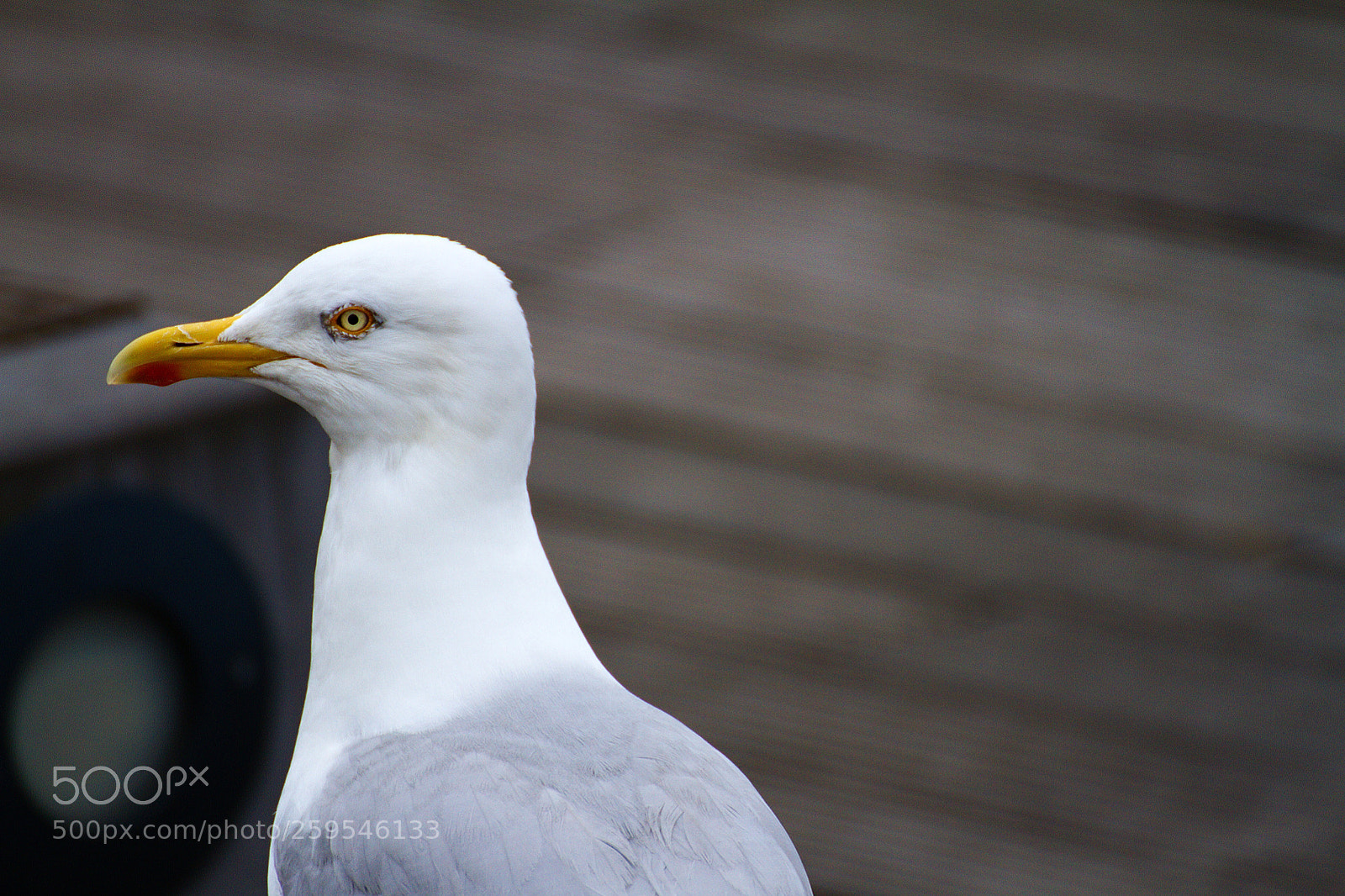 Canon EOS 7D sample photo. The seagull photography