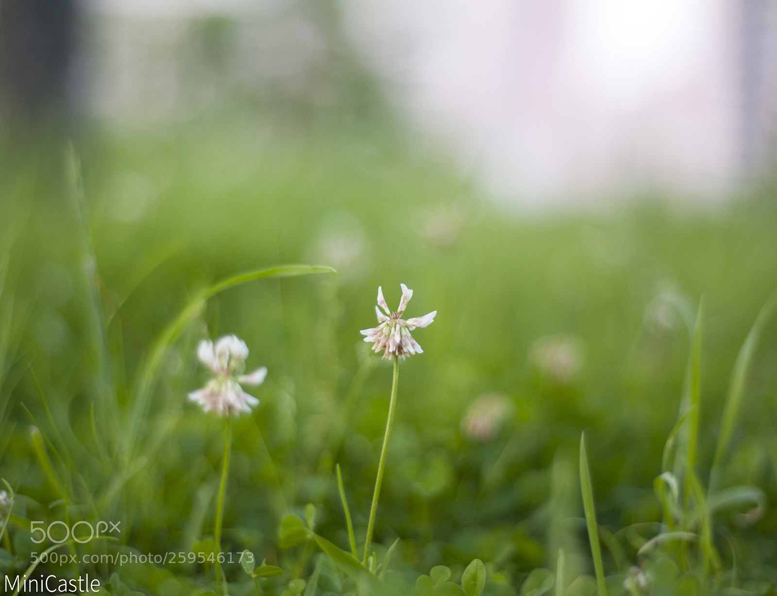 Nikon D700 sample photo. At park photography