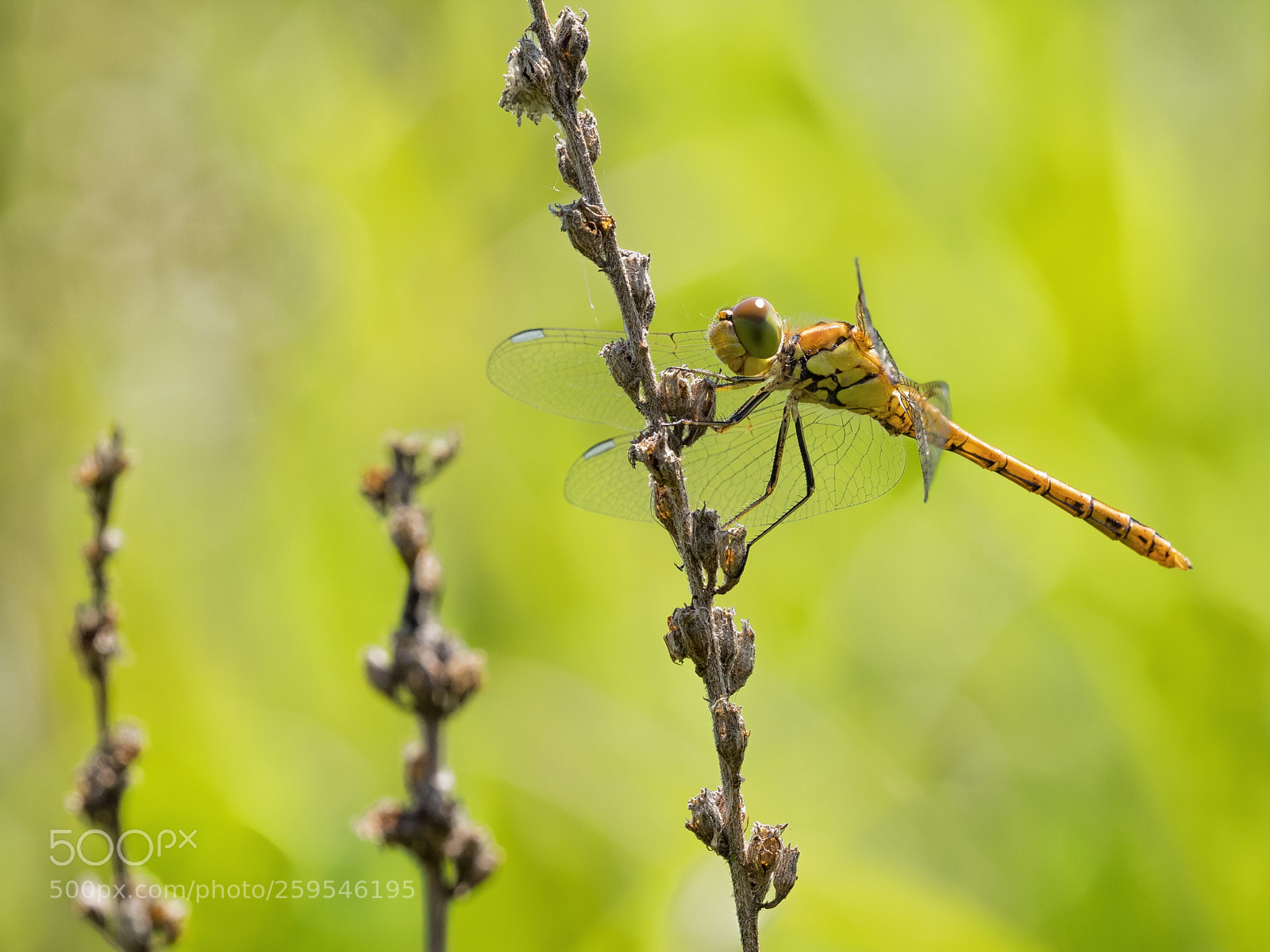 Olympus OM-D E-M1 sample photo. Dragon photography